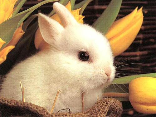 cute_rabbit bunny